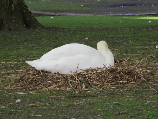 白鳥、でかっ！！！<br /><br />しかも、巣を見たのは、添乗員Ｍさんも初めてだとか！<br /><br />目の前に巣がある・・・。