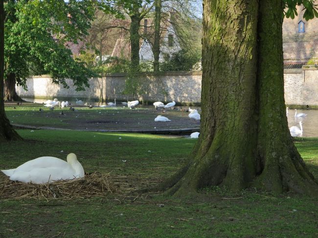 奥の運河には、たくさんの白鳥がいます。