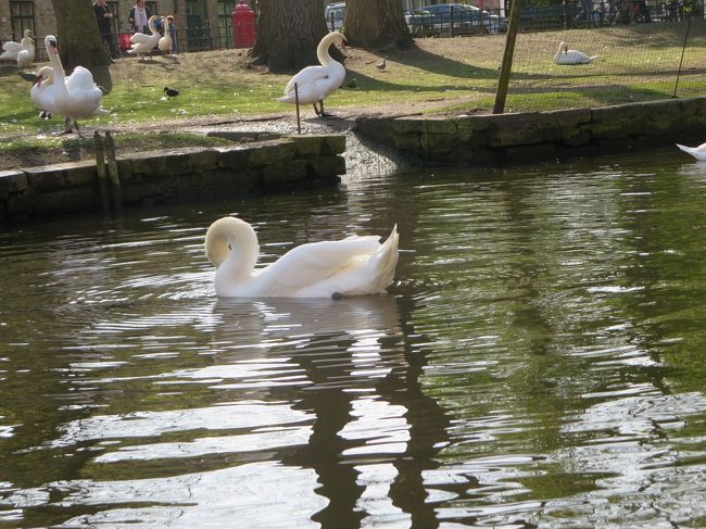 船に乗ってると、白鳥さんとほぼ同じ目線です！