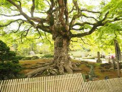 8番の西善寺。樹齢600年のコミネモミジが枝を広げます。