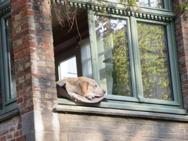 勝手に指がカメラをズームにしていました(*^_^*)<br /><br />会えたヽ(^o^)丿<br />君に会いに、ブルージュまで来たんだよ♪<br /><br />気持ちよさそうにお昼寝しています。