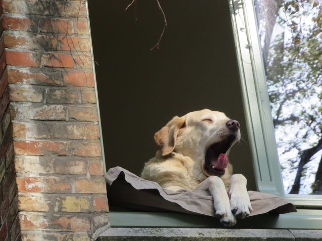 あ、ワンコの所に戻ってきました♪<br /><br />まだいる〜ヽ(^o^)丿<br /><br />丁度、あくび中でした(*^_^*)<br /><br />この後、自由時間にＫさんご夫婦が歩いて、このワンコを見にいった時には、もう窓は閉まってて、ワンコはいなかったそうです。<br />よかった〜♪