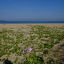 有明浜～フラワーパークうらしま～志々島の大楠