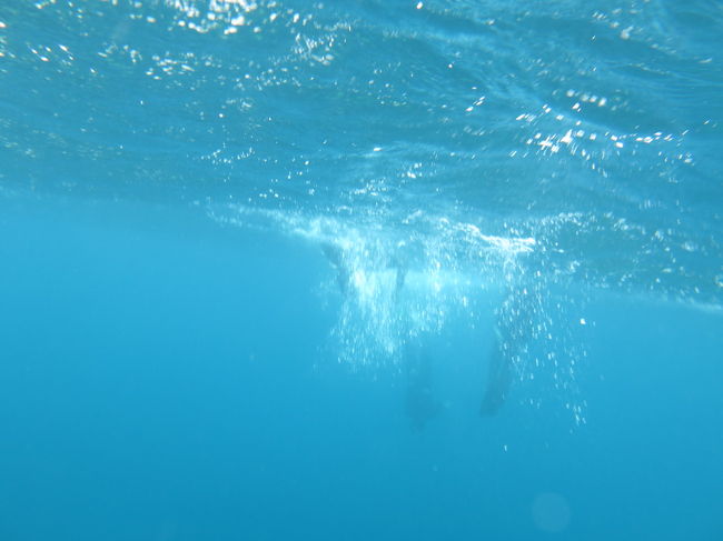意を決して、海中へ。ひゃぁ！水が冷たいっ！