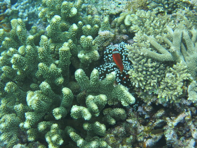 クマノミも発見