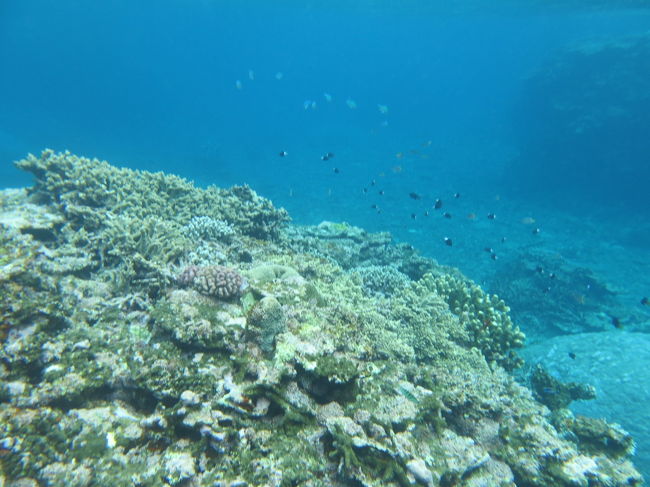 水深が10mほどの海域で30分ほどシュノーケリング