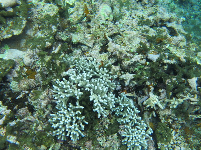 途中、何かが水中でカチカチ鳴っているなと思ったら、寒くて自分の歯がガタガタと鳴る音でした… 海水温は23℃ほど。