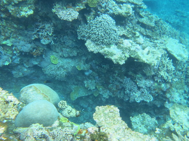 海水50cmほどまで生育している珊瑚礁。お腹に当たりそう！