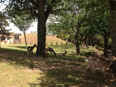 奈良と言えば鹿。

発見しました。
やはりアガります。