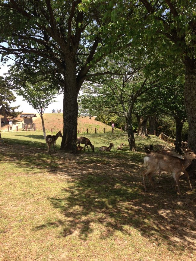 奈良と言えば鹿。<br /><br />発見しました。<br />やはりアガります。