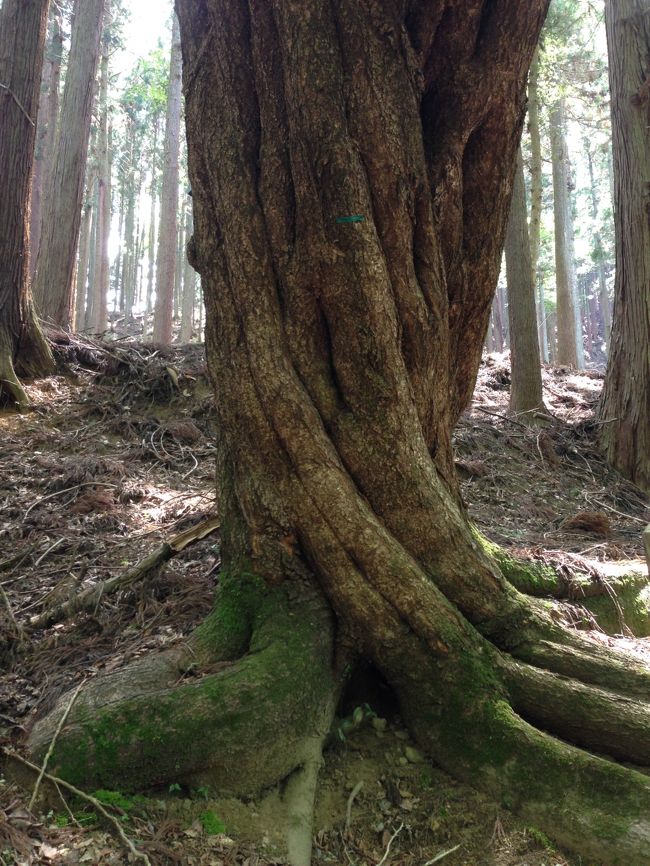 春日山原始林内。<br /><br />桜・・・？<br />だったかな。<br /><br />車を降りて、家族皆で撮影会。<br /><br />