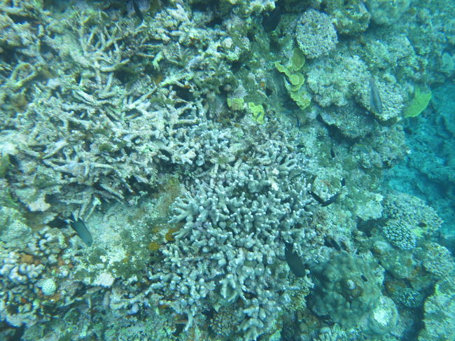 海中でも寒いけど、海は本当に綺麗で癒されます。このあと巣潜りにも挑戦！