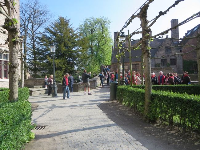 西洋菩提樹、こんな枝にするのは、技術いるだろうな・・・。