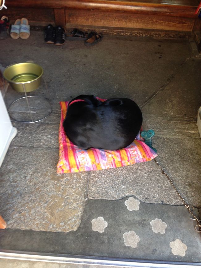 茶店には、休憩中のワンコ。<br /><br />あっちを向いてもフォトジェニックでした。