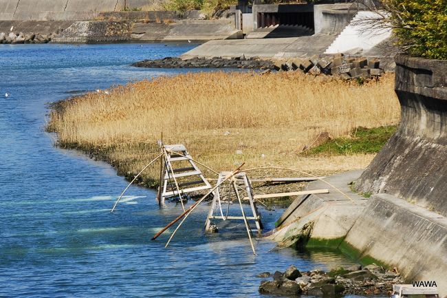 湯浅町と広川町の境を流れる広川では、春先の２月下旬頃から３月下旬にかけ、産卵のため遡上してきたシロウオ（ハゼの仲間）を四つ手網といわれる網で掬い取る漁を見ることが出来る（四つ手網漁）。<br />