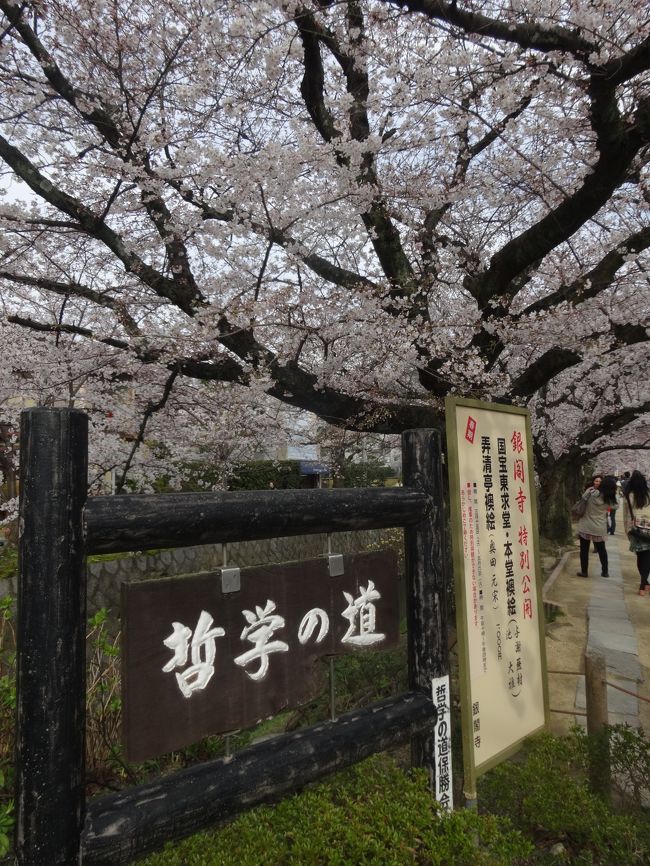 哲学の道に到着〜<br /><br />今回はここまで。<br /><br />昨年歩いたしね。