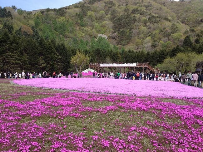 富士山を正面に見て右側は結構満開。左はまだまだこれからといった感じでした。