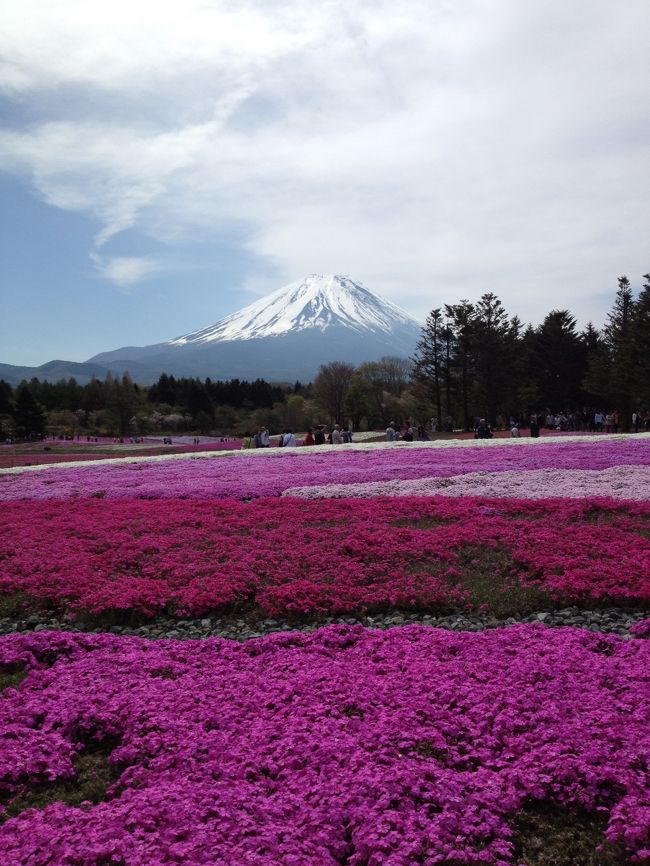 一番咲いているあたりから。<br />富士山、「どーん！！」<br /><br />あ〜、雲がかかってきちゃった。