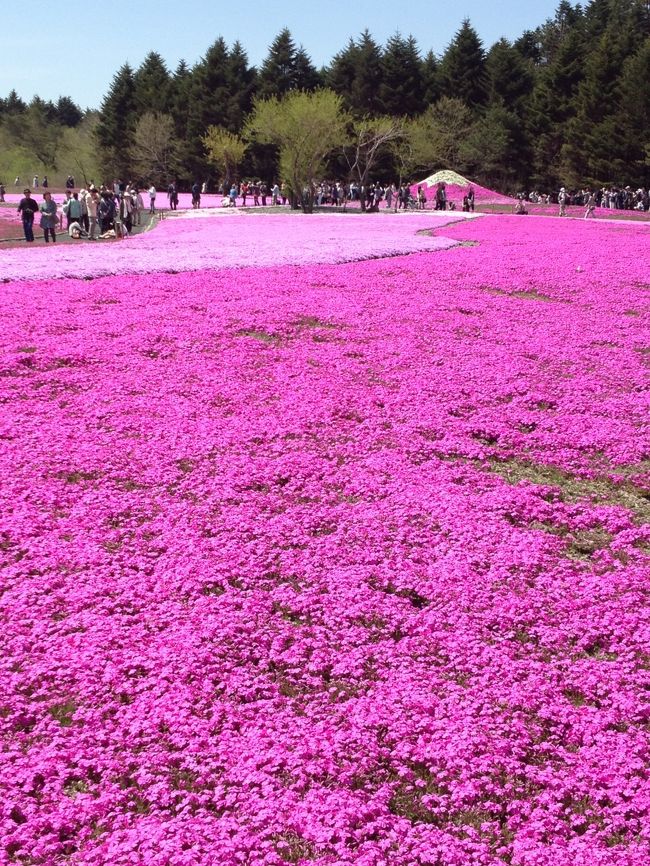 このあたりは満開といった感じ。<br />もこもこしてかわいいです。