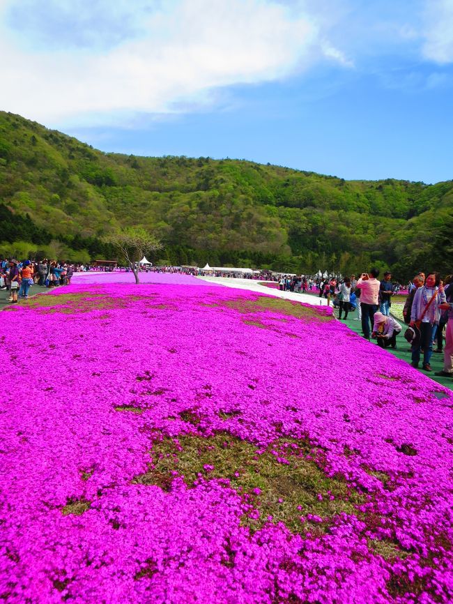駐車場のゲートからは7分程歩きます。<br />会場に着くと<br /><br />わ〜芝桜〜･･･<br /><br />今日は5分咲き。<br />一面の芝桜を期待していたので<br />ちょっと拍子抜け･･･
