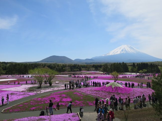 会場全体はこんな感じでした。<br />5月17日18日なら見頃になっているかも〜。<br /><br /><br />