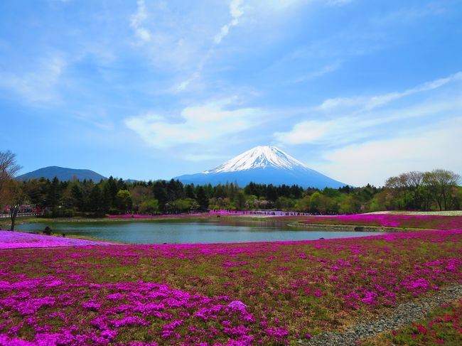 うーん、ここの芝桜満開だったら最高だったのに〜残念。