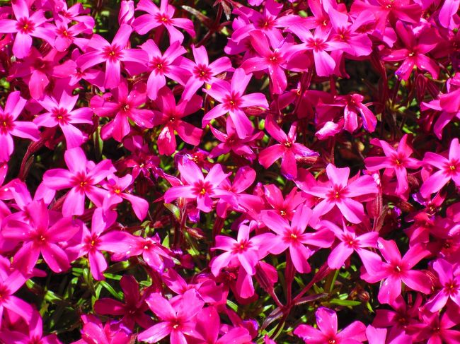 芝桜はハナシノブ科の多年草。別名ハナツメクサ。<br />花言葉は「臆病な心」「一致」「忍耐」「燃える心｣「華やかな姿」「一筋」<br />となっています。