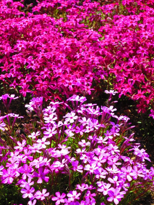 色の種類も桃、赤、薄紫、白とあり、まるで、パッチワークのように<br />大地を彩っています。<br /><br />