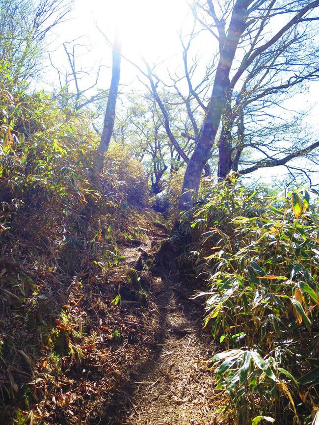 こちらは樹林帯の道でした。<br />かなりの高度を下っていきます。<br /><br />ストックがあると下りは楽です。