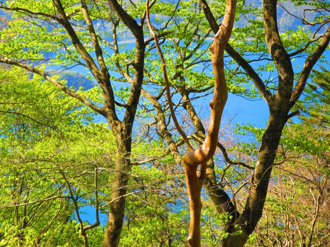 新緑の間に本栖湖ブルーが！<br />このブルーに夢中。<br />ほんと、見入ってしまいます。