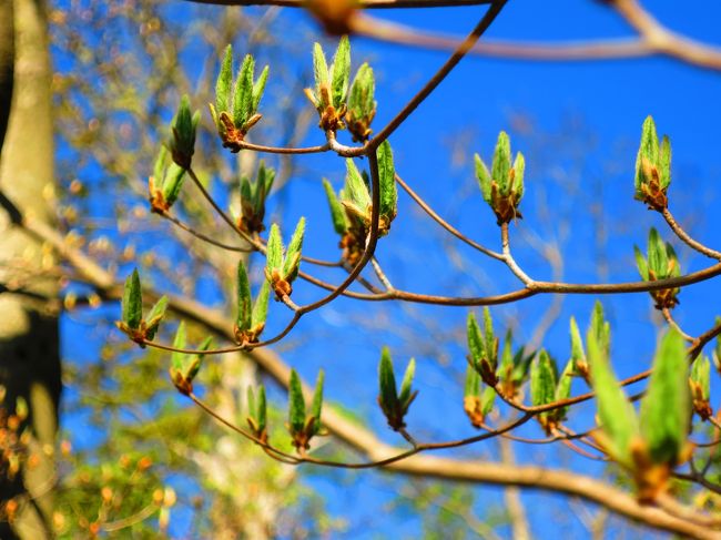 芽吹いています。これからますます眩しい緑になっていくんでしょうね。