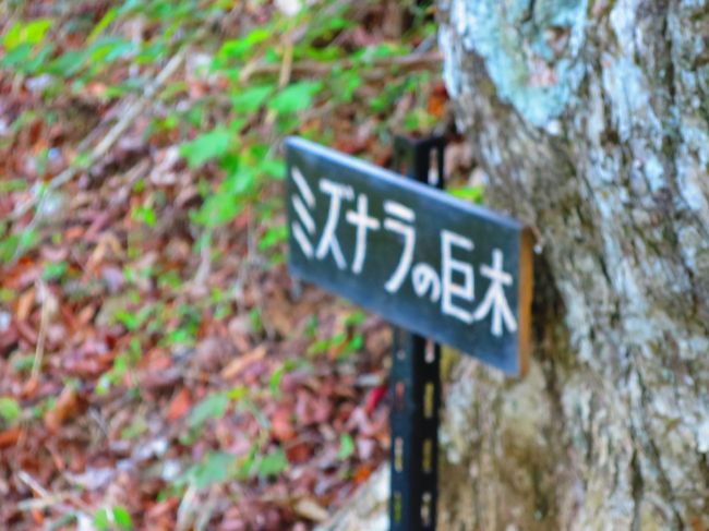 かなり下がってきたところにミズナラの巨木。