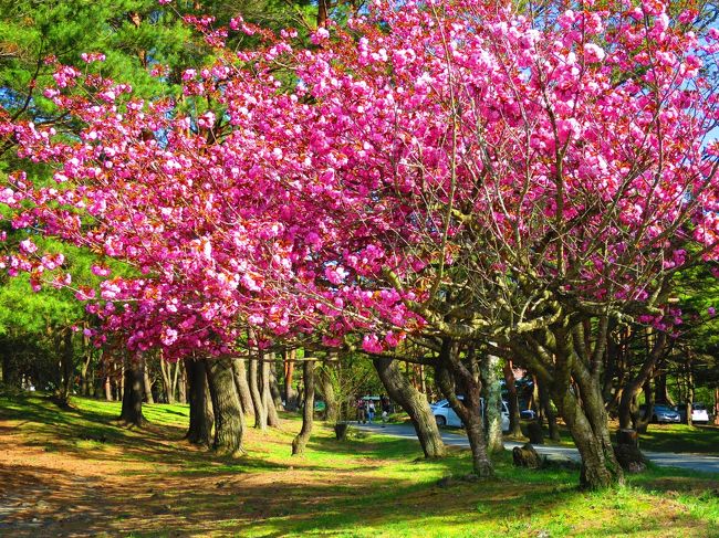 駐車場前の八重桜が満開〜。