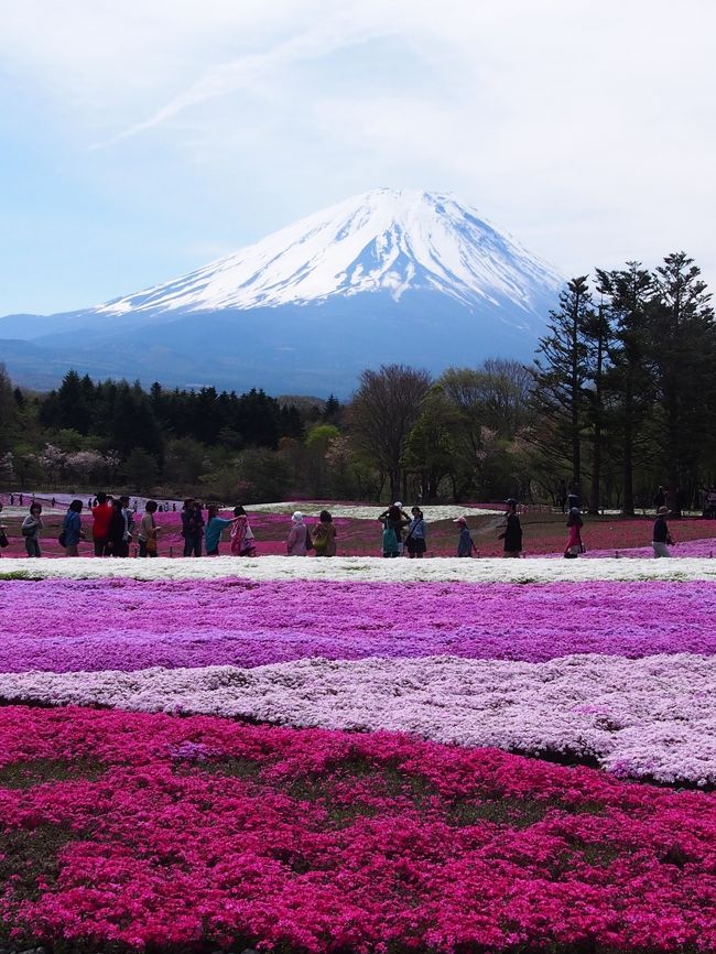 芝桜のじゅうたんと。