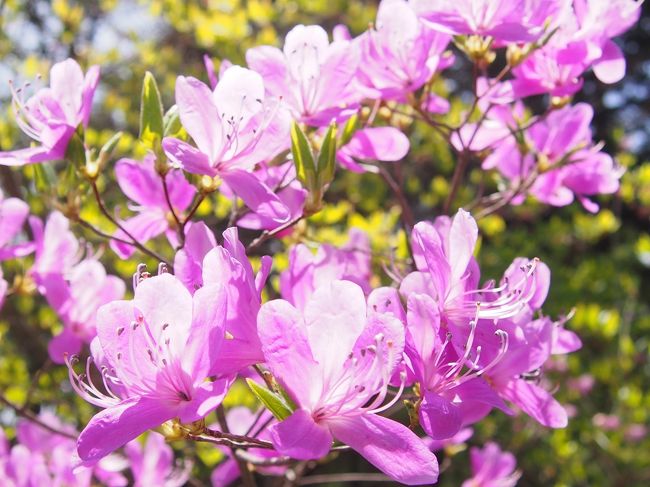 駐車場までのかえりみち、ツツジが満開。