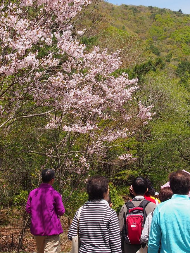桜もまだ咲いています。<br />道行く人が見上げていきますね。<br /><br />