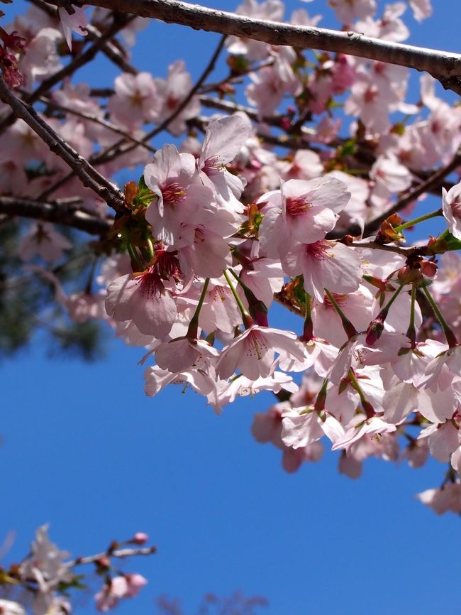 今年の山梨は記録的な大雪で、地元の方も見たことがないってくらいの<br />量だったらしいから、春が遅いのね。<br /><br />去年だったら、11日は満開だったみたいなんだけど、<br />今年はまだまだ楽しめると思います。