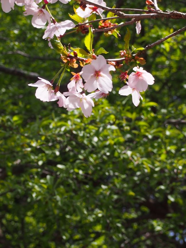 これがワタシの見る今年最後の桜かな？<br />