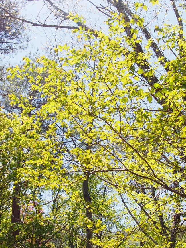 本栖湖畔は新緑がまぶしいィ。