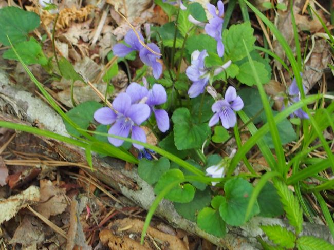 すみれ、みっけ。