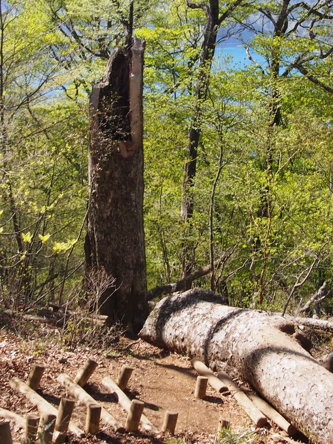 丸太が道をふさいでいました。<br />落雷でもあったのかな?