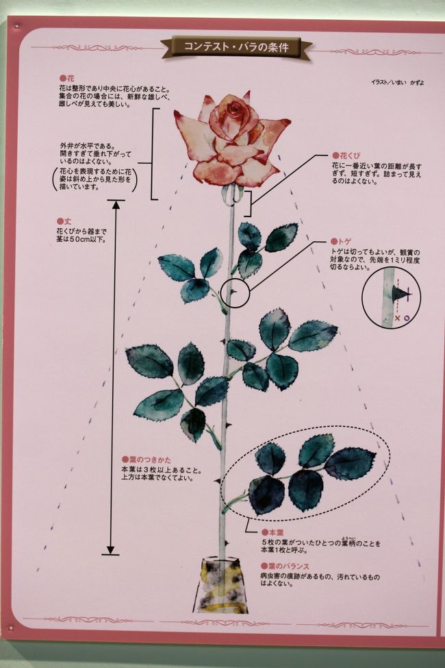 バラ色に過ごせた国際バラとガーデニングショウ14 3 麗しのバラにマクロレンズで迫る 切り花部門とハンギングバスケット部門 所沢 埼玉県 の旅行記 ブログ By まみさん フォートラベル バラ色に過ごせた国際バラとガーデニングショウ14 3 麗しのバラにマクロレンズで迫る 切り花部門とハンギングバスケット部門 所沢 埼玉県 の旅行記 ブログ By まみさん フォートラベル
