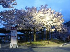 「ほりでいパーク」の周辺にも沢山の桜が植えられています。
此方も満開！