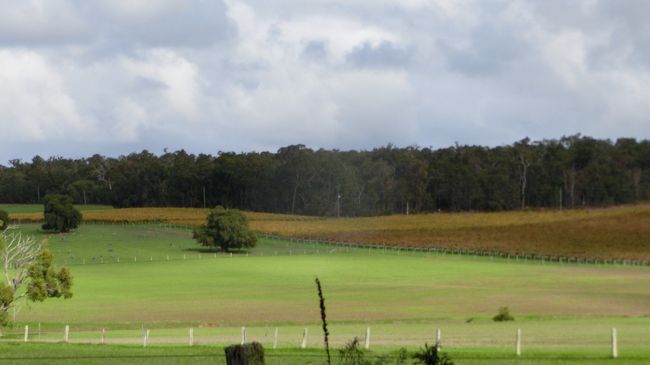 次なる2件目に移動中は、とにかくいくつものヴィネヤードを通り抜けていくのでありますが、<br /><br />じつはここ、牧草地の真ん中から、虹がでてましたっ！<br />もう消えかかるところで、残念ながら、撮影したものは「どこに虹?」の画像だったので、投稿しないけど…。いいもん見れたぞ♪<br />
