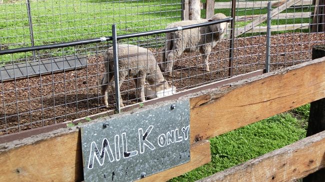 すごくうるさく鳴いていた乳搾り用の羊。
