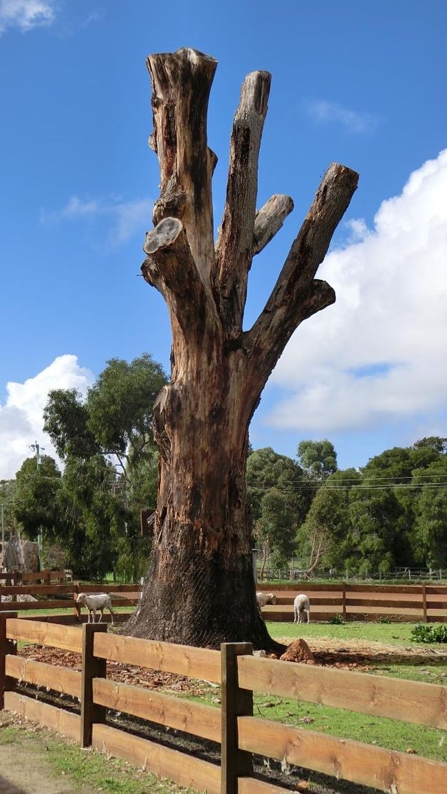 この10分後に空は暗くなり、雨がダーッ。（ー"ー）<br />いまの季節、South Westの天気は変わりやすい。<br /><br />ところで、羊狩りのショーは大人5ドルの入場料あり。<br />週5日、11時から。<br />土、日、月、火、水　開催。<br />木曜と金曜、そして8月は全スケジュールお休み。<br /><br />というわけで、金曜日の今日は見ることができなかったのであります。<br />