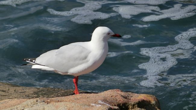 海を見つめて、獲物探し。
