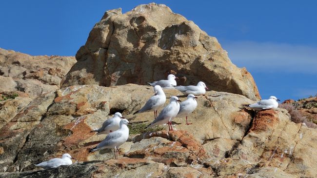 かもめも何を思うことか…。
