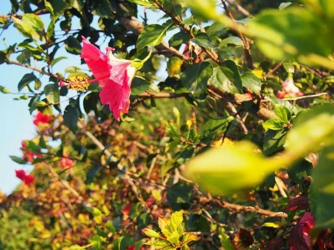 ハイビスカスが綺麗にさいています。<br />