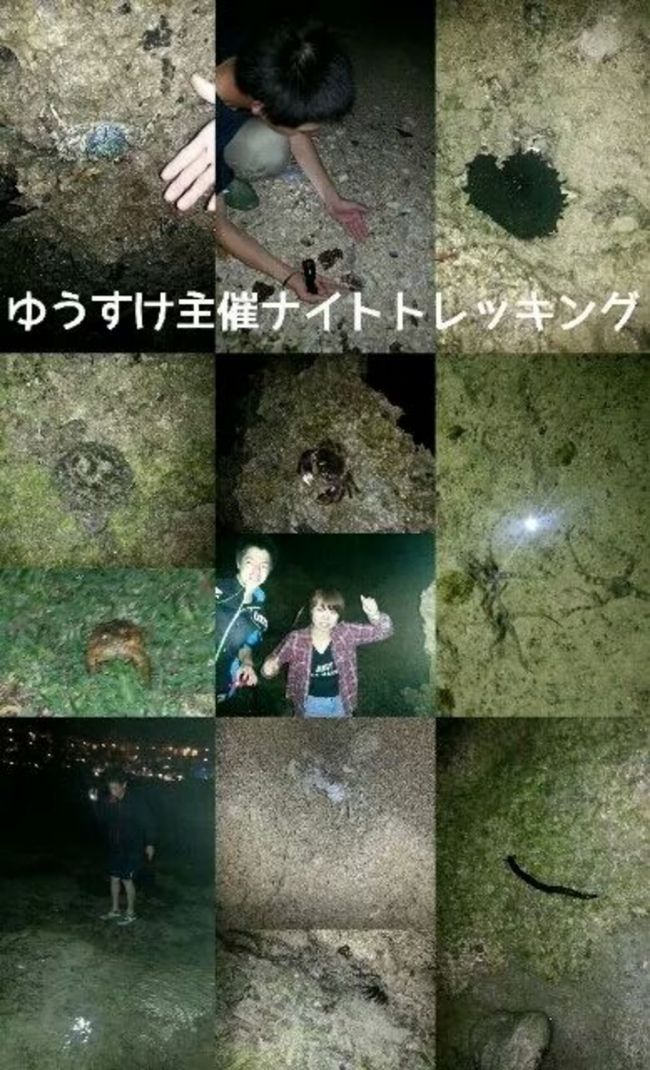 夜はゆう主催ナイトトレッキング<br />たくさん生物いたわーーー<br /><br />きゃーきゃー騒ぎながら探したわ 笑